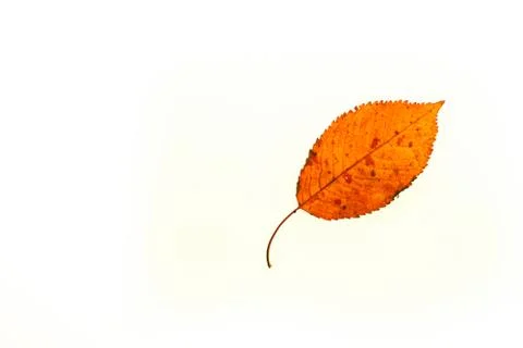 Autumn leaf Stock Photos