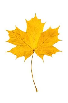 Autumn leaf Stock Photos