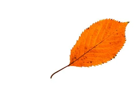 Autumn leaf Stock Photos
