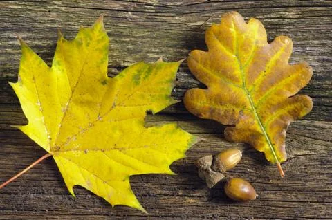 Autumn leaf Stock Photos