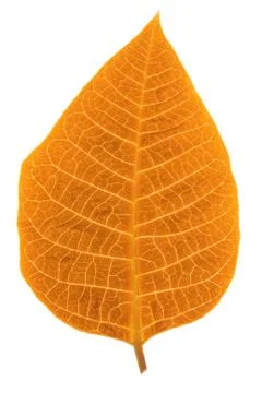 Autumn leaf Stock Photos