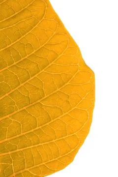 Autumn leaf Stock Photos