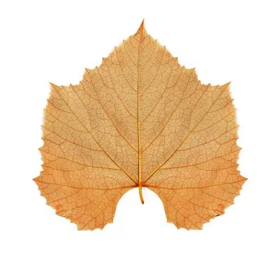 Autumn leaf Stock Photos