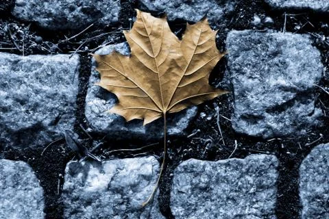 Autumn leaf Stock Photos