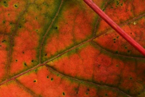 Autumn leaf Stock Photos