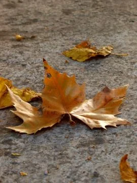 Autumn leaf Stock Photos