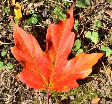 Autumn leaf Stock Photos