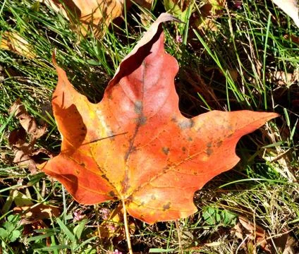 Autumn leaf Stock Photos
