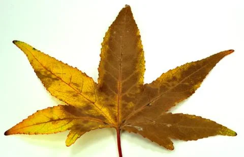 Autumn leaf Stock Photos