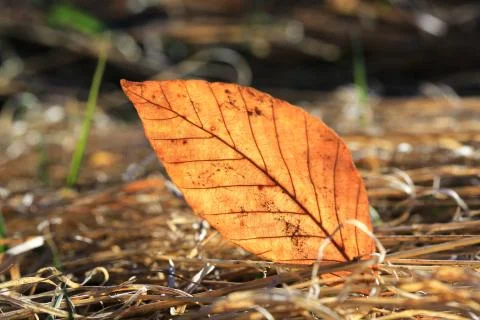 Autumn leaf Stock Photos