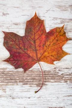 Autumn leaf Foto stock