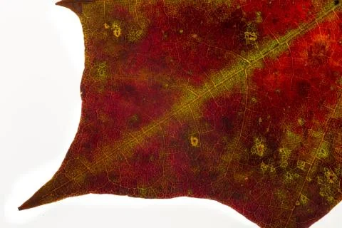 Autumn leaf Foto stock