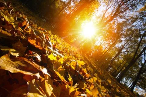 Autumn leaf Stock Photos