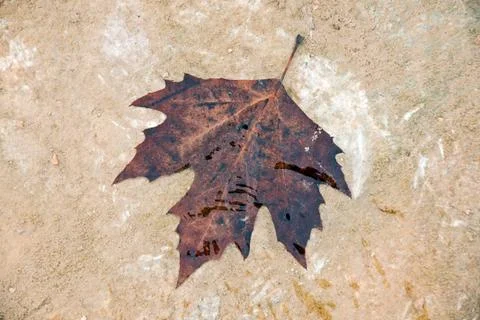 Autumn leaf Stock Photos