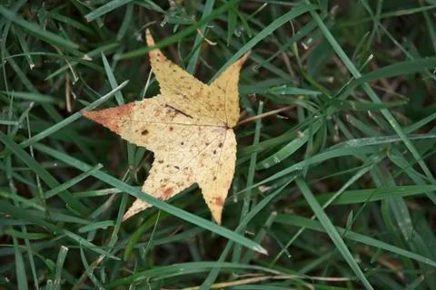 Autumn leaf Stock Photos