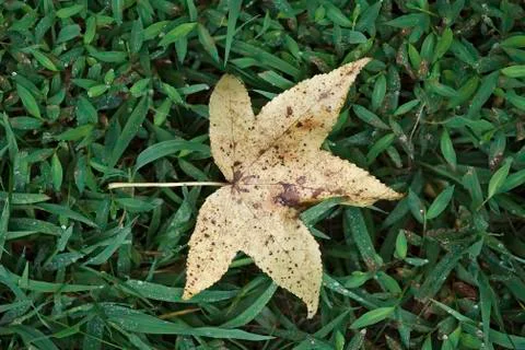 Autumn leaf Stock Photos