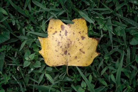 Autumn leaf Stock Photos