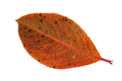 Autumn leaf Stock Photos