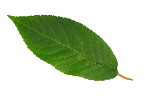 Autumn leaf Stock Photos