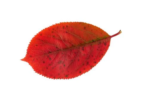 Autumn leaf Stock Photos