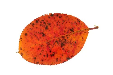 Autumn leaf Stock Photos