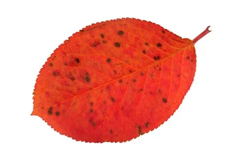 Autumn leaf Stock Photos