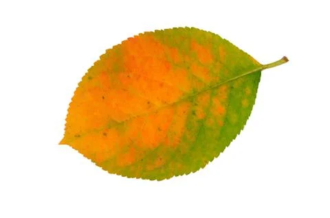 Autumn leaf Stock Photos