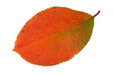 Autumn leaf Stock Photos