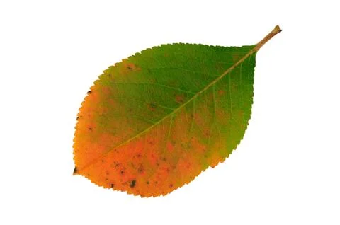 Autumn leaf Stock Photos