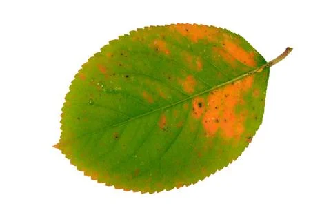 Autumn leaf Stock Photos
