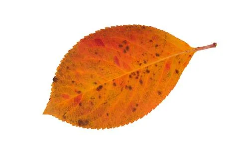 Autumn leaf Stock Photos
