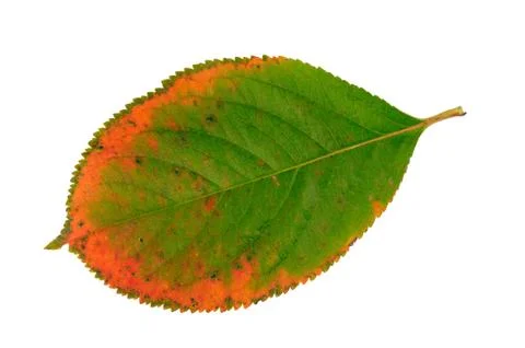 Autumn leaf Stock Photos