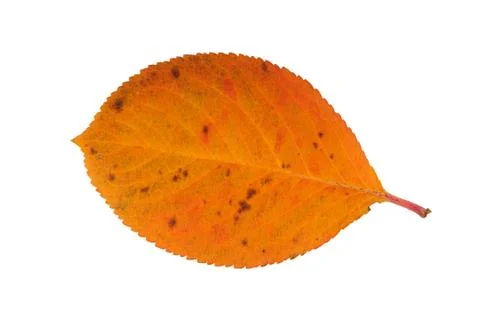 Autumn leaf Stock Photos