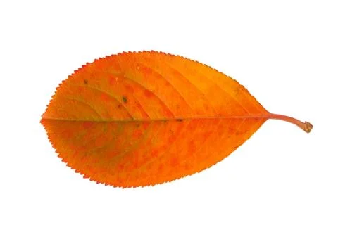 Autumn leaf Stock Photos