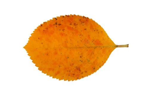 Autumn leaf Foto stock