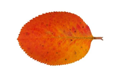 Autumn leaf Stock Photos