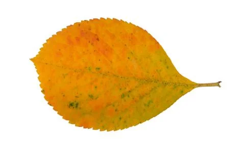 Autumn leaf Stock Photos