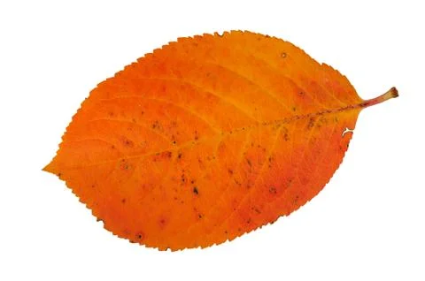 Autumn leaf Stock Photos