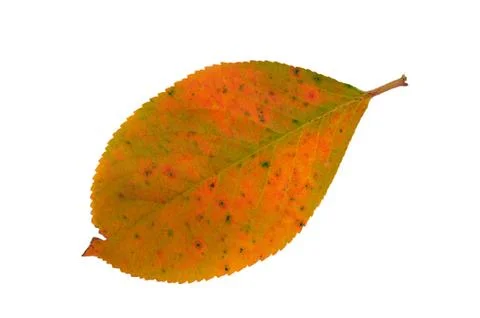 Autumn leaf Foto stock