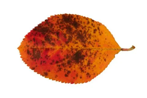 Autumn leaf Stock Photos