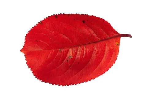 Autumn leaf Stock Photos