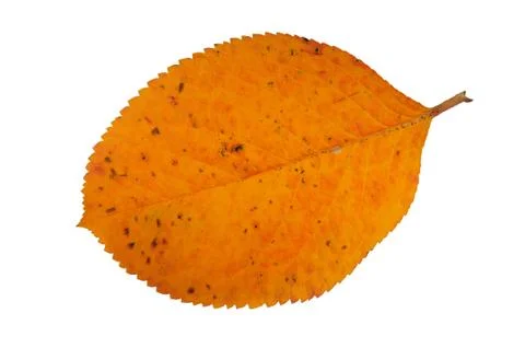Autumn leaf Stock Photos