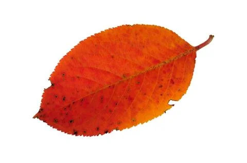 Autumn leaf Stock Photos