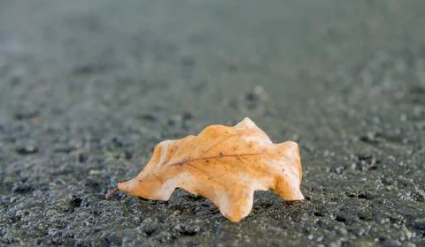 Autumn leaf Stock Photos