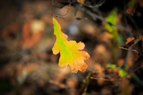 Autumn leaf Stock Photos