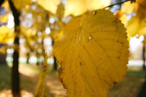 Autumn leaf Stock Photos