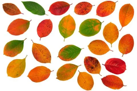 Autumn leaf Stock Photos