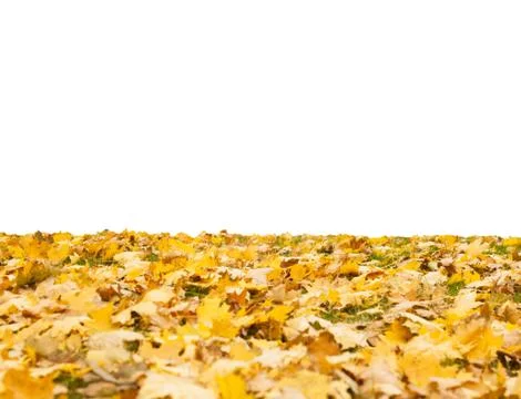 Autumn leaf Stock Photos