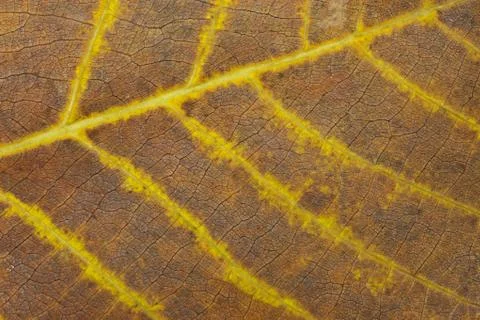 Autumn leaf Stock Photos