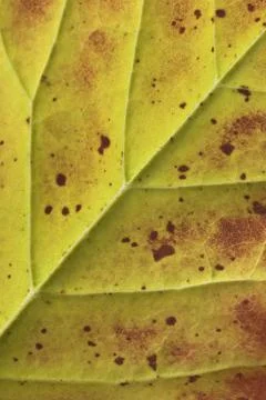Autumn leaf Stock Photos